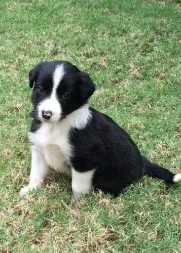 Filhotes de Border Collie | Filhotes com energia feliz.