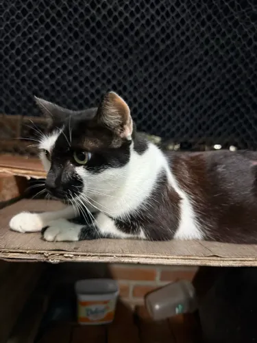Gatos para adoção