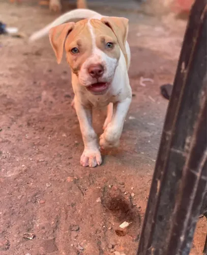 vendo pitbull