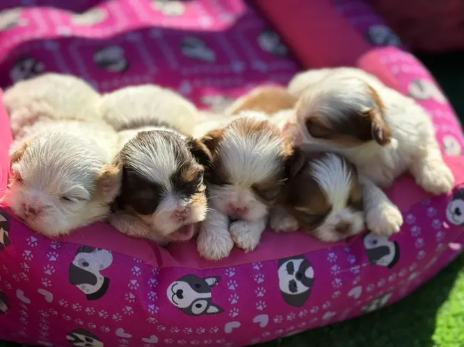 Shih tzu Filhotes fofinhos prontos pra receber carinho