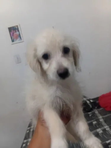 Casal de Podle , com 3 meses (Filhotes)