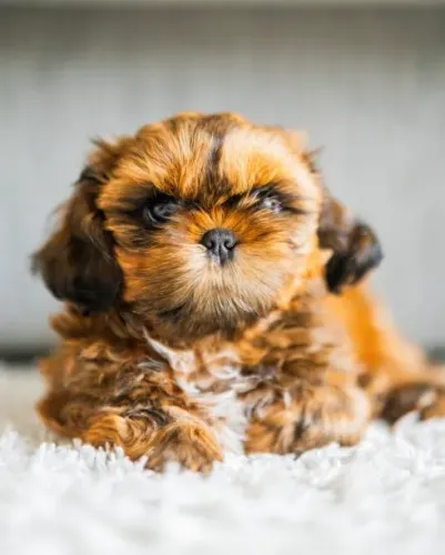 Filhote de Shih Tzu O Filhote Que Conquista Pela Delicadeza