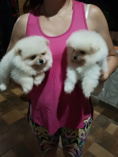 Machos de Spitz linhagem importada