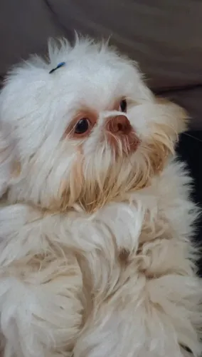 Procuro uma fêmea da raça shih tzu pra cruzar 