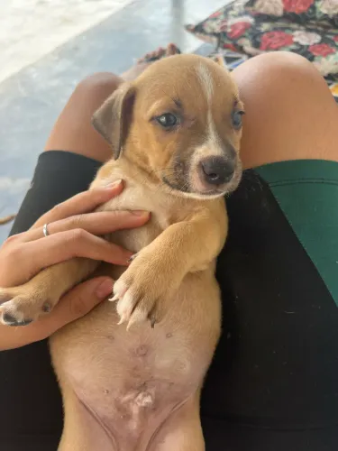 Vende se Pitbul misturado