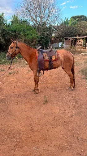 Piquira pônei marcha picado