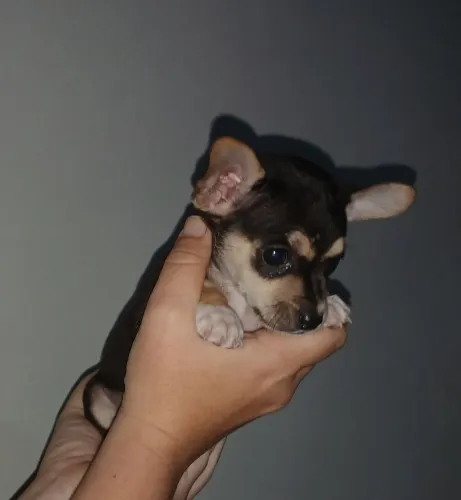 Pinscher machinho n° 1.