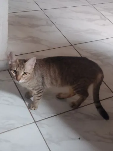 Adoção