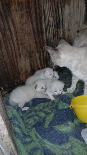 Gata com gatinhos para adoção.