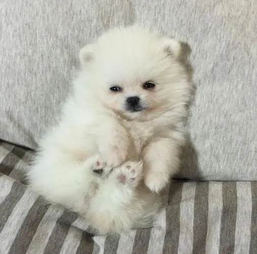 Spitz Alemão Anão Branco Neve macho