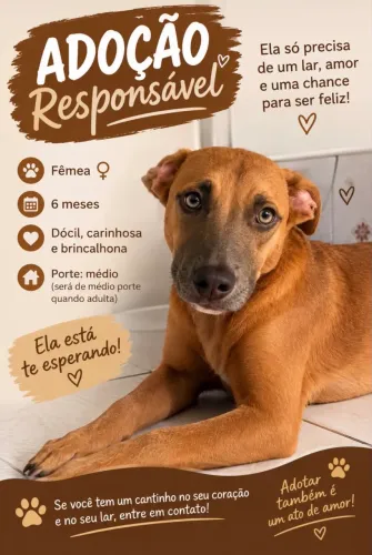 Cachorro mistura de pitbull para adoção 