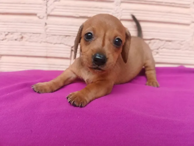 Filhote da raça daschund (salsicha) fêmea