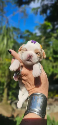 Shih-tzu femea branca e areia - No1 top