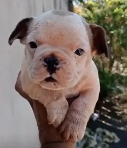 Bulldog frances linda