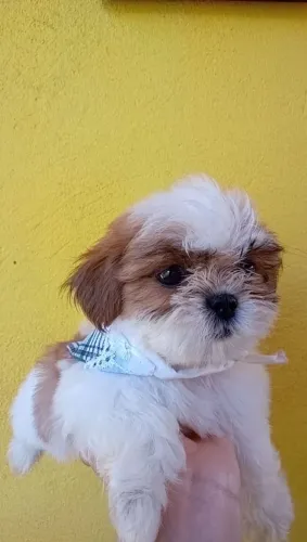 Shih-tzu Filhotes de alta genética pra cliente exigente 