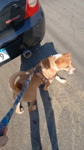 Doação de cachorro Macho