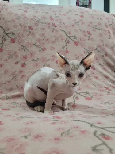 Gatos Sphynx 