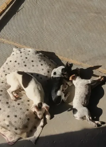 Pincher