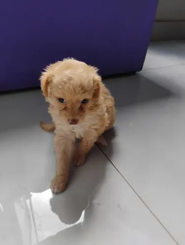 Cachorro poodle 300 reais