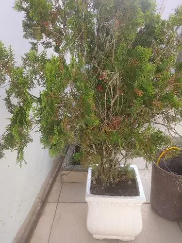 Vaso com planta