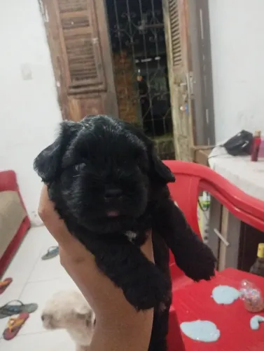 Cachorrinho a venda shih Tzu com poodle