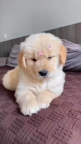 Belíssimos Golden retriever