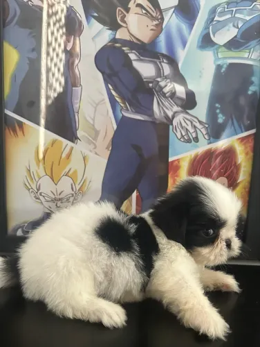 Shihtzu mini