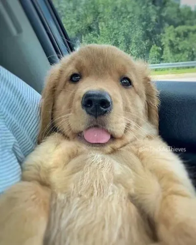 Filhote Golden Retriever carinha de anjo