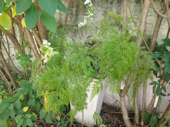 Planta renda portuguesa grande.