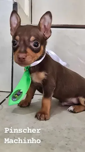 Pinscher Macho chocolate