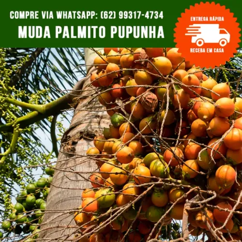 Mudas de Palmito Pupunha Sem Espinho 