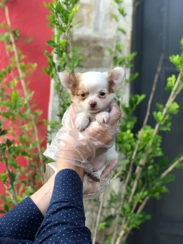 Chihuahua Padrão CBKC