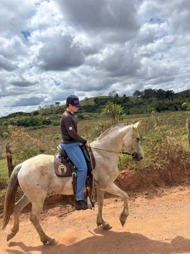 OPORTUNIDADE! Égua mangalarga registrada, sangue Favacho. ( DISPENSO CURIOSO)