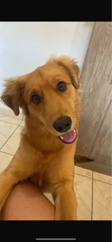 Adoção Responsável