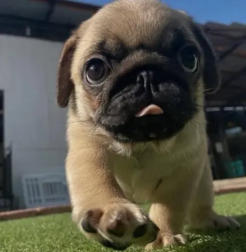 Filhotes de Pug | Lealdade desde pequeno!