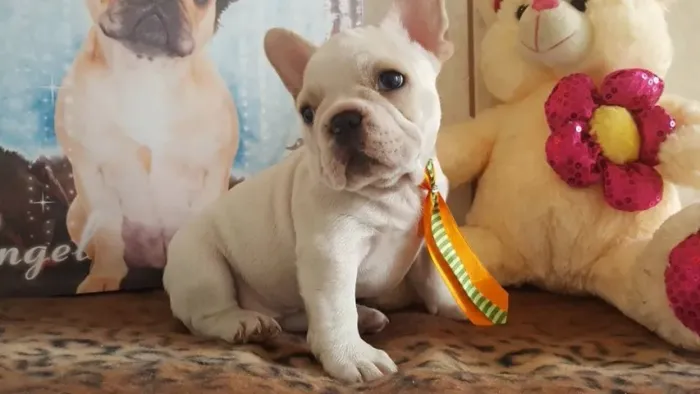 Bulldog francês machinho com 60 dias vacinado e com pedigree - Alberto