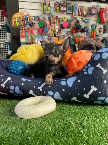 Pinscher macho pelagem preto e canela 