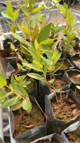 Mudas de Gabiroba do cerrado