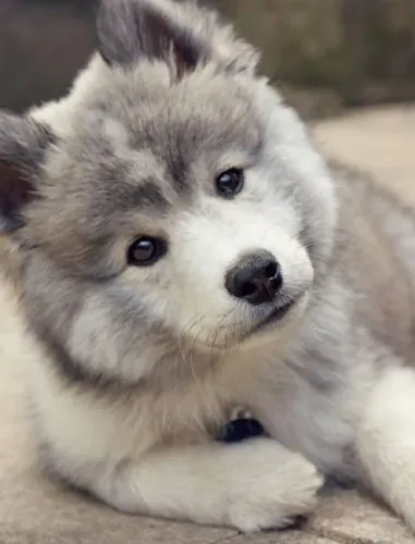 Husky siberiano o grande mais lindo agouti