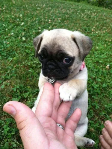 Filhotes de Pug | Pequeno, fofo e encantador!