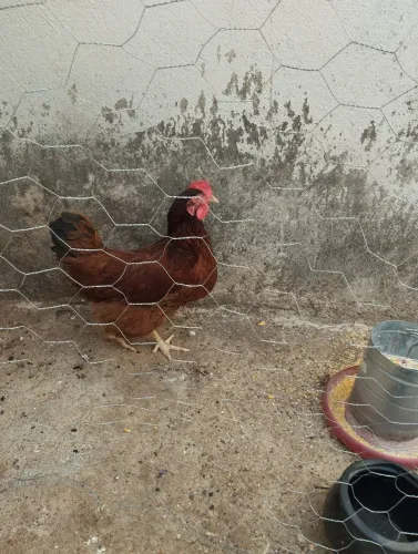 Galinha caipira poedeira 