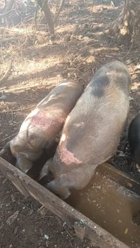 Porcos adulto leitão de banha