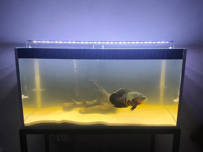 Aquário 200lts