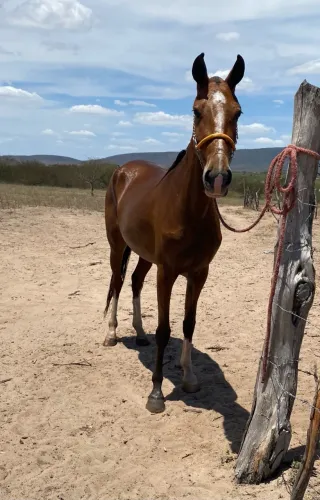 Égua