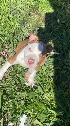 Filhote de pit bull