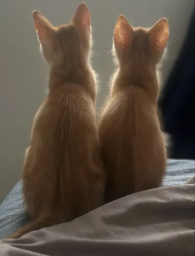 Doação de gatos filhotes