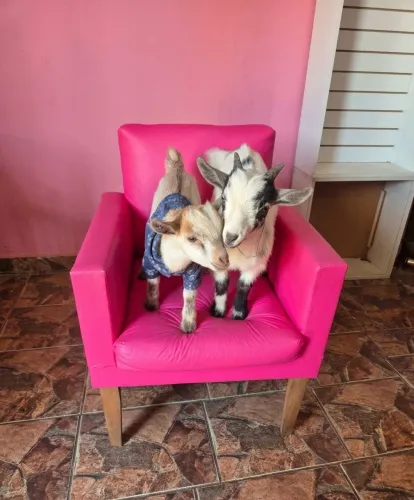 Mini cabrito 5 meses