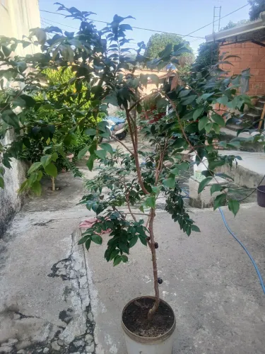 Jabuticabeira híbrida produzindo 
