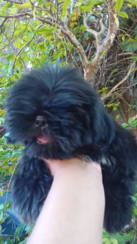 Vendo shihtzu macho cor preto shihtzu puro 