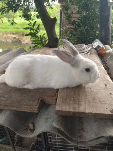 Coelhos